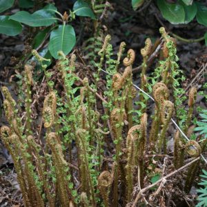 Dryopteris affinis 'Cristata The King'