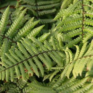 Dryopteris wallichiana