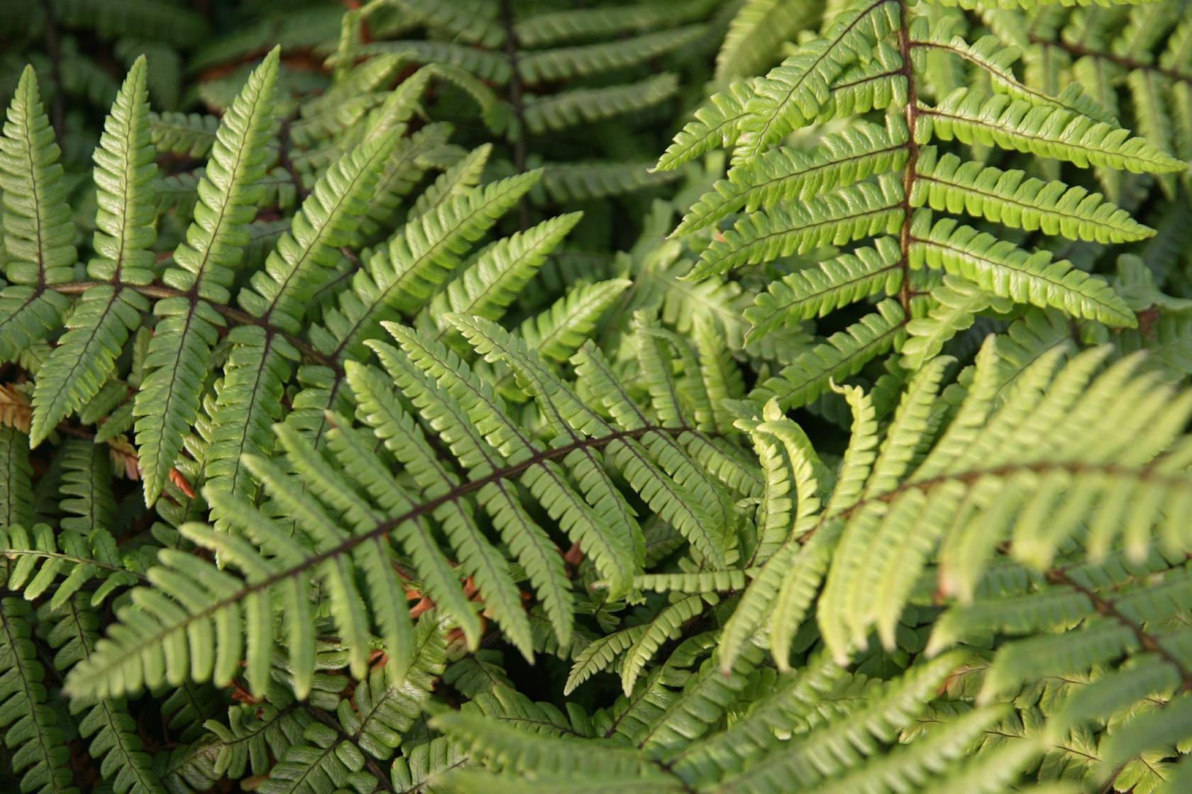 Dryopteris wallichiana