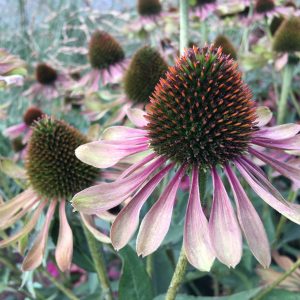 Echinacea purpurea 'Green Twister'