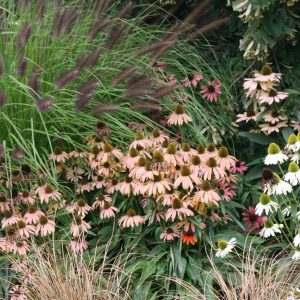 Echinacea purpurea 'Julia'  (S)