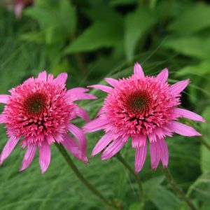 Echinacea purpurea 'Pink Double Delight'  (S)