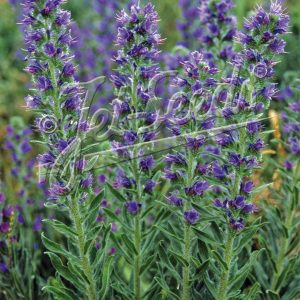 Echium vulgare