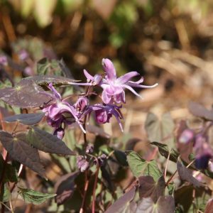 Epimedium grandiflorum 'Lilafee'