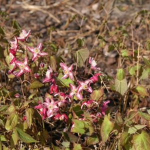 Epimedium x rubrum