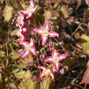 Epimedium x rubrum 'Galadriel'