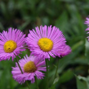 Erigeron x cult. 'Rosa Juwel'