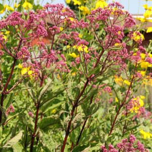 Eupatorium fistulosum 'Atropurpureum'