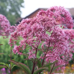 Eupatorium fistulosum 'Riesenschirm'