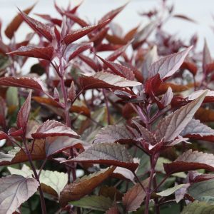 Eupatorium rugosum 'Chocolate'