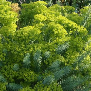 Euphorbia seguieriana ssp.niciciana