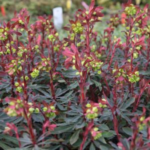 Euphorbia amygdaloides 'Purpurea'