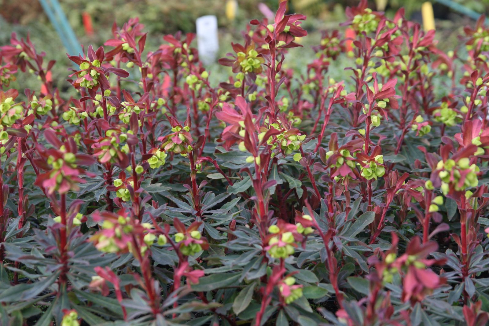 Euphorbia amygdaloides 'Purpurea'