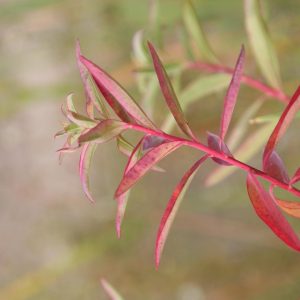 Euphorbia palustris 'Teichlaterne'