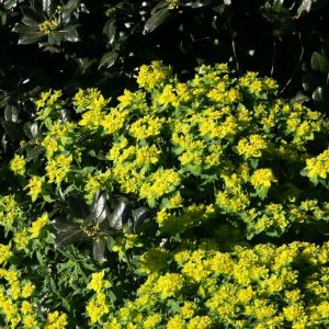 Euphorbia epithymoides  (-polychroma)