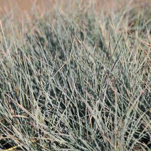 Festuca cinerea 'Uchte'