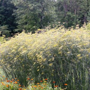 Foeniculum vulgare 'Rubrum'  (-- Atropurpureum)