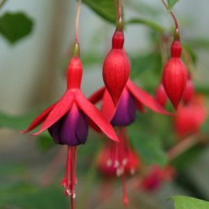 Fuchsia magellanica 'Mrs. Popple'