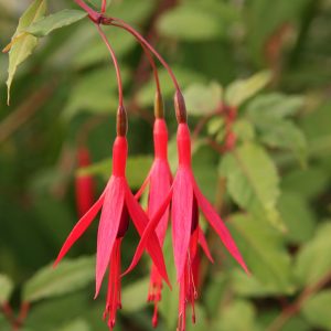 Fuchsia magellanica 'Riccartonii'
