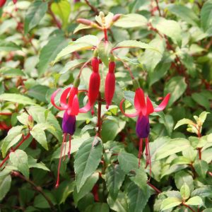 Fuchsia magellanica 'Tom Thumb'