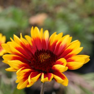 Gaillardia x grandiflora 'Kobold'