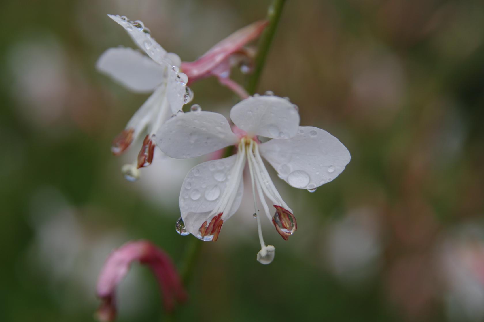 Gaura lindheimeri 'Snow Storm'