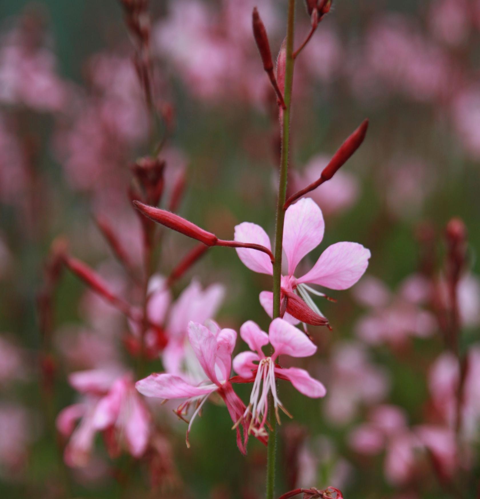 Gaura lindheimerii 'Siskyou Pink'