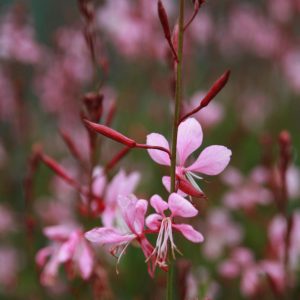 Gaura lindheimeri 'Siskyou Pink'