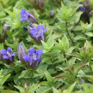 Gentiana septemfida var.lagodechiana
