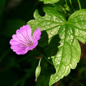 Geranium nodosum