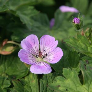 Geranium wallichianum 'Sweet Heidi  (S)