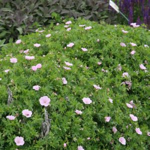 Geranium sanguineum 'Apfelblüte'
