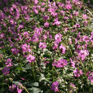 Geranium x cantabrigiense 'Berggarten'