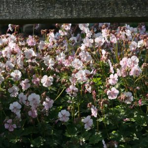 Geranium x cantabrigiense 'Biokovo'