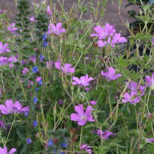 Geranium x oxonianum 'Claridge Druce'