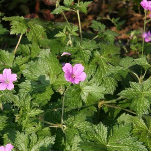 Geranium oxonianum 'Rosenlicht'