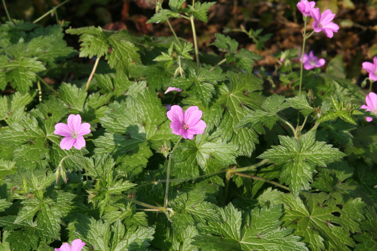 Geranium oxonianum 'Rosenlicht'