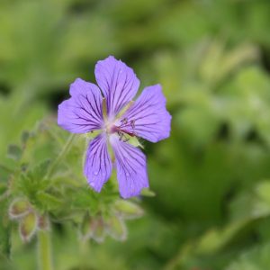 Geranium x magnificum 'Ernst Pagels'