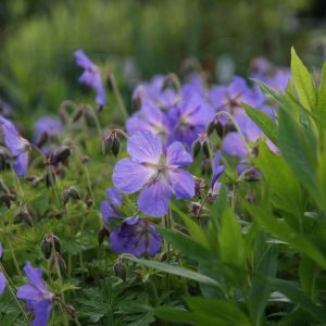 Geranium pratense 'Johnsons Blue'