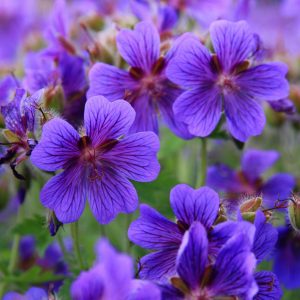 Geranium x magnificum