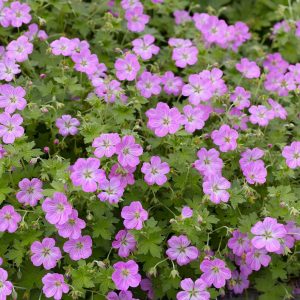 Geranium x riversleaian.'Mavis Simpson'
