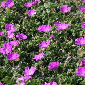 Geranium sanguineum 'Max Frei'