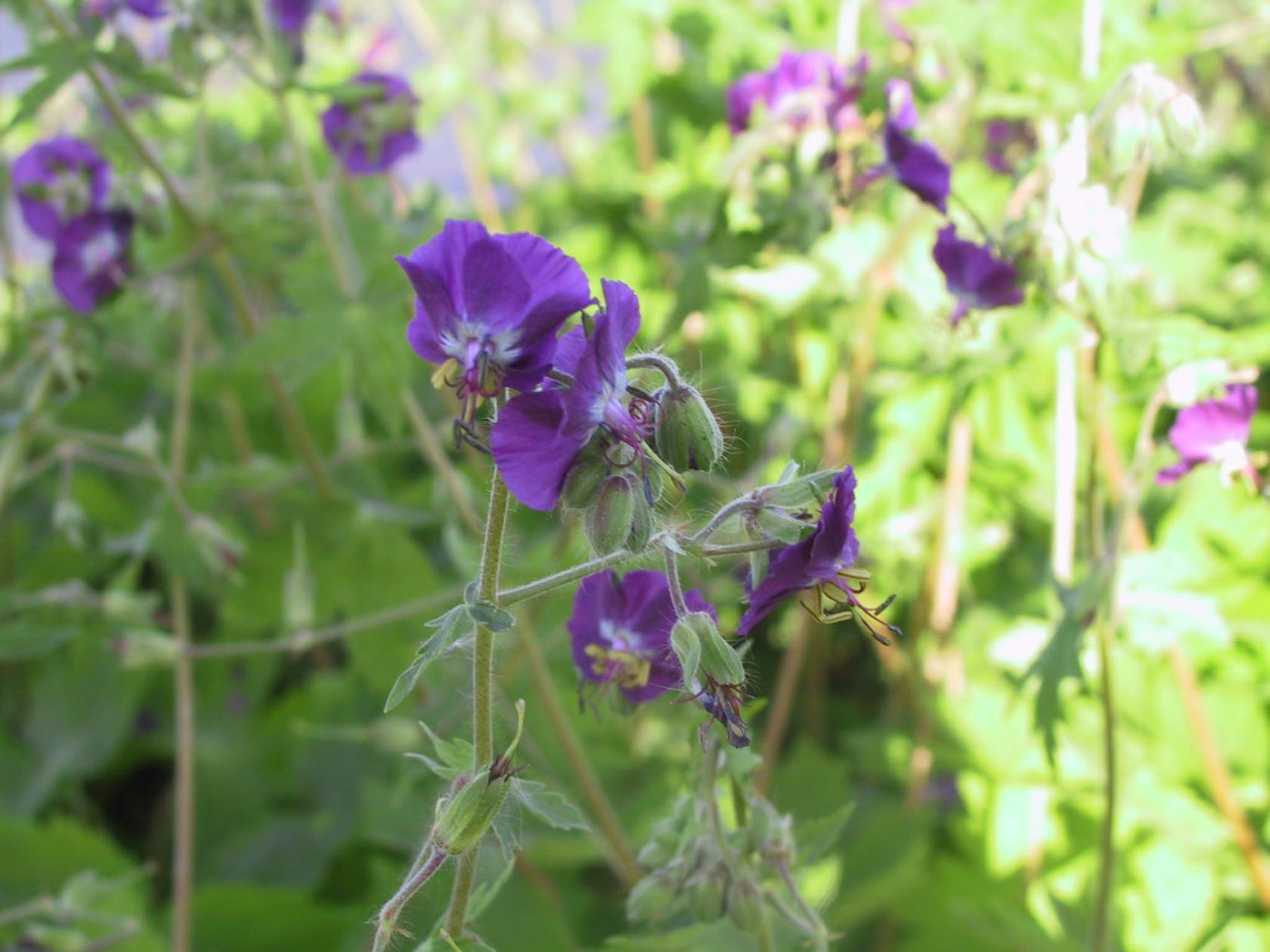 Geranium phaeum
