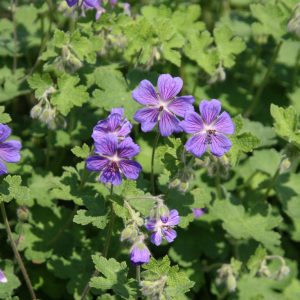 Geranium renardii 'Terre Franche'