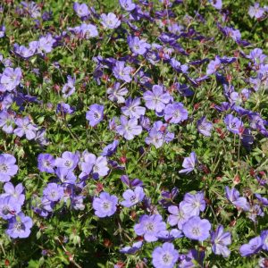 Geranium wallichianum 'Rozanne  (S)