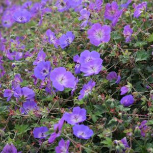 Geranium wallichianum 'Rozanne' (S)