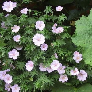 Geranium sanguineum var. Striatum