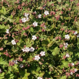 Geranium macrorrhizum 'Spessart'