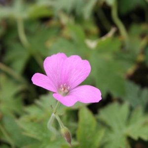 Geranium x oxonianum 'Wargrave Pink'