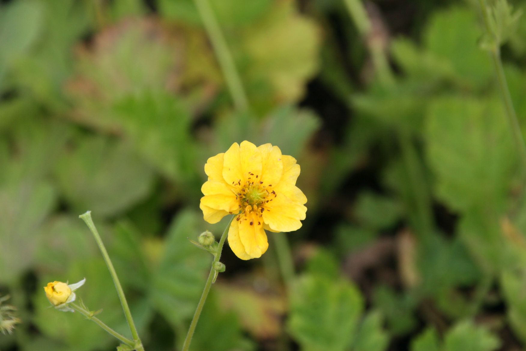 Geum chiloense 'Lady Stratheden'